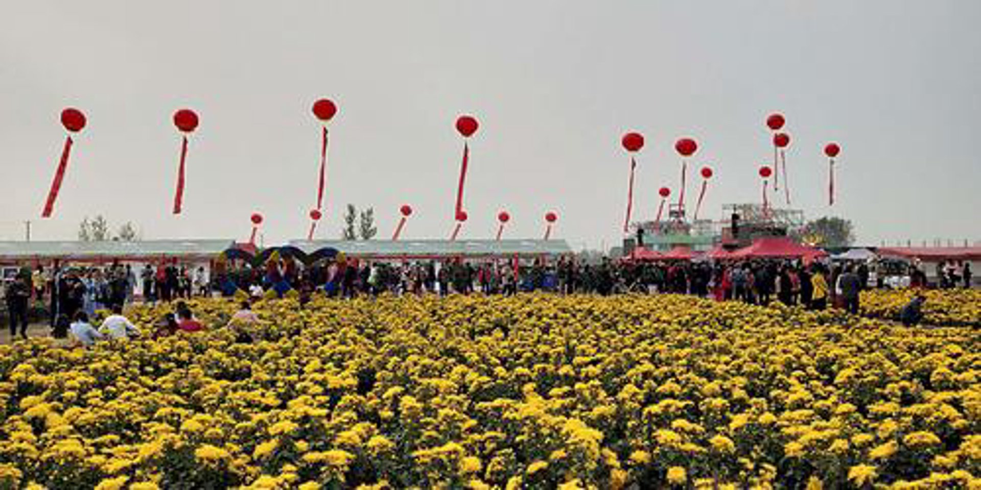 菊香文化